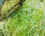 ☆キャベツ盛り盛り小エビ天お好み焼き☆作り方1写真