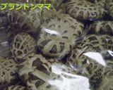 ベジタリアンタロイモ餅～芋頭餅～作り方2写真