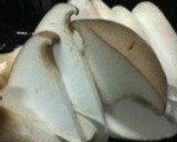 豆苗・エリンギ・鶏ささみのソテー作り方2写真