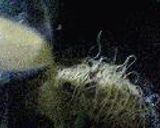 中華鍋でカルボナーラ。作り方7写真
