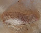 ◆ソースで美味しい鮭のムニエル作り方5写真