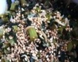 ご飯に合う合う！ 大根葉のふりかけ・佃煮作り方4写真