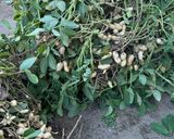 おおまさり(落花生)の茹で方作り方1写真