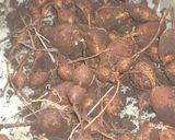 アピオスいものせカレー作り方1写真