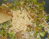 かぶ（大根）の葉のふりかけ作り方6写真