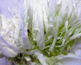 塩麹・混ぜてほっとくだけ【キャベツ漬物】作り方1写真