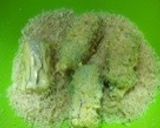 ちくわとアスパラのパン粉焼き作り方5写真