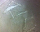 小松菜と揚げの煮浸し・田舎風煮干しだし作り方3写真