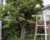 塩分10%梅干し　2026年忘備録作り方1写真