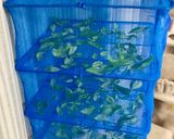 部屋干しで自家製乾燥バジル🌿作り方2写真