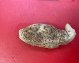 鶏ハム作り方6写真