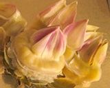 おいしいとこどり!アーティチョークのリゾット作り方12写真