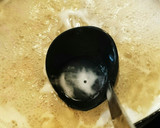 アレンジ自在の作り置きおかず★しょうゆ豆作り方2写真