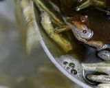 だしまき作り方4写真