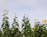 菊芋とマッシュルームのスパゲティ作り方9写真
