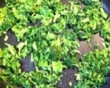 大根葉のごま油炒め♪作り方4写真