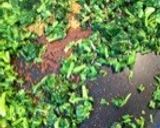 大根葉のごま油炒め♪作り方5写真