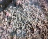 簡単で美味しい！ミンチと玉ねぎのオムレツ作り方4写真