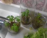 白菜とサーモンのレモン炒め作り方4写真