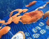 乾物生姜の生姜湯作り方3写真