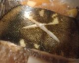 母の味・覚えてネ❀カレイの煮付け作り方3写真