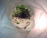 まるごと蕪☆葉もおいしい漬物作り方3写真