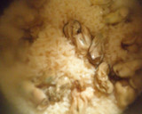 麺つゆで簡単牡蠣の炊き込みご飯！作り方9写真