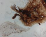ヒミツのガトーショコラ(●´ω`●)作り方7写真