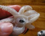 油はねしない♪イカのさばき方☆作り方3写真