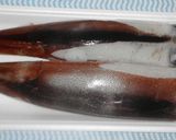 パパのイカの生姜焼き作り方1写真