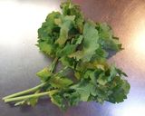 野菜の王様ケールジュース作り方1写真