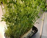 豆苗！レンコンと豆苗のたらこマヨ和え作り方1写真