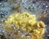 やわらか鶏南蛮・あんかけ&ネギマヨネーズ作り方6写真