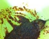 白菜のコッチョリ(和え物)作り方2写真