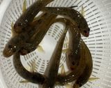 マハゼの天ぷら🍤〜簡単調理🔪〜作り方1写真