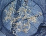簡単☆自家製切り干し大根作り方6写真