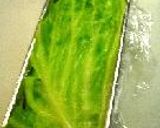 ツナ缶で、てりーぬ風。作り方21写真