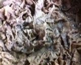 甘辛煮の肉玉うどん・関西風だしで美味作り方3写真