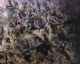甘辛煮の肉玉うどん・関西風だしで美味作り方5写真