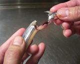 冬の一皿★新鮮～プリプリきびなごのお刺身作り方2写真