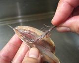 冬の一皿★新鮮～プリプリきびなごのお刺身作り方5写真