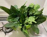 ほうれん草をシャキシャキにする方法作り方1写真