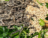 レンジで3分！豆苗とエノキの塩昆布和え作り方4写真