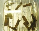 ★アレンジいろいろ★魚の酢締め（基本）作り方3写真