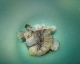 簡単中華♪白菜の芯とはるさめの炒め煮作り方5写真