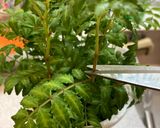 木の芽の天ぷら作り方1写真