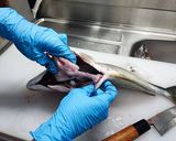 すっごい丁寧！三枚おろし 市場より作り方3写真