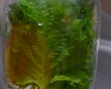 長持ち!~大葉の保存方法~作り方5写真