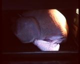 ジューシー柔らかローストターキー作り方11写真