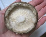 ◆おつまみ◆おしゃれな椎茸のチーズ焼き作り方1写真